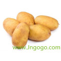 New Crop Export Good Quality Chinese Fresh Potato